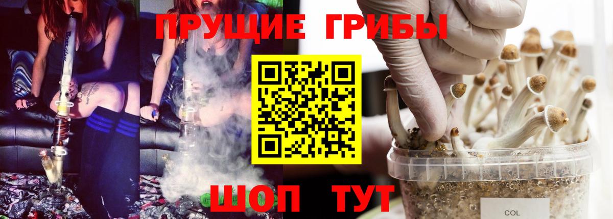 Псилоцибиновые грибы Psilocybine cubensis Свободный